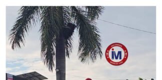 #Morelos “Un camellón convertido en memorial; el nombre de ellas, en estadística”.