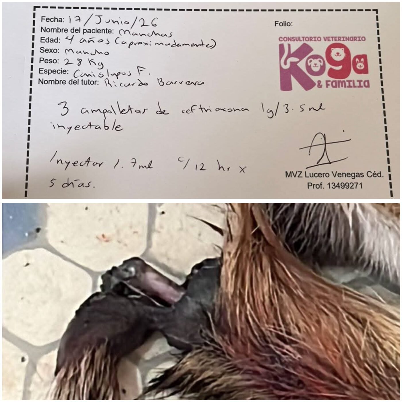 #URGENTE Piden apoyo para salvar a “Manchas”, perrito del zócalo de Cuernavaca.