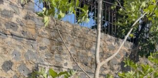 ATIENDE MEGGIE SALGADO DENUNCIA Y EVITA NUEVO DERRIBO DE ÁRBOLES EN CUERNAVACA.