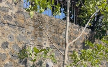ATIENDE MEGGIE SALGADO DENUNCIA Y EVITA NUEVO DERRIBO DE ÁRBOLES EN CUERNAVACA.