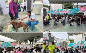 #Cuernavaca CAMPAÑA DE ESTERILIZACIÓN A MASCOTAS, LLEVA LA DIPUTADA FEDERAL, SANDRA ANAYA.